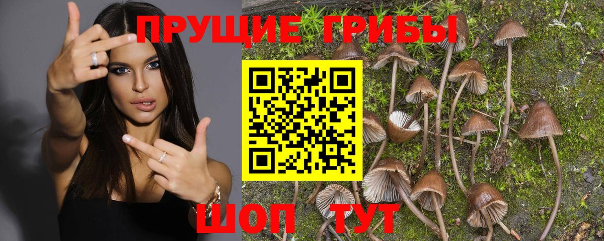Гуково  Псилоцибиновые грибы Psilocybine cubensis  Вход с VPN 